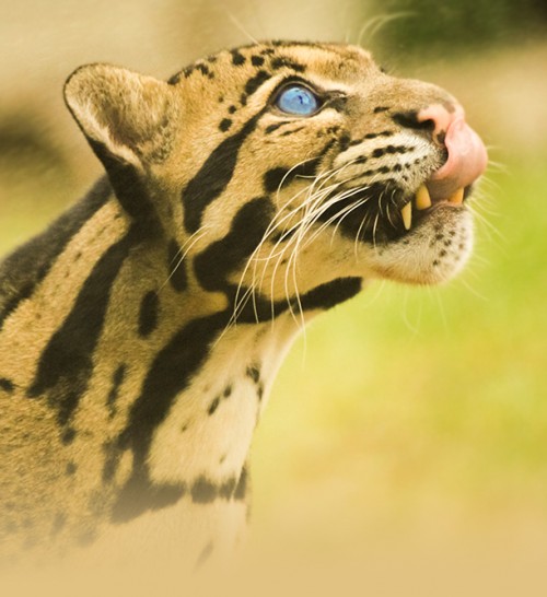 chulane-leopard-1.jpg